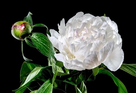 Beautiful Blooming white peony festiva maxima on a black background. Flower head close-up, Odessa,