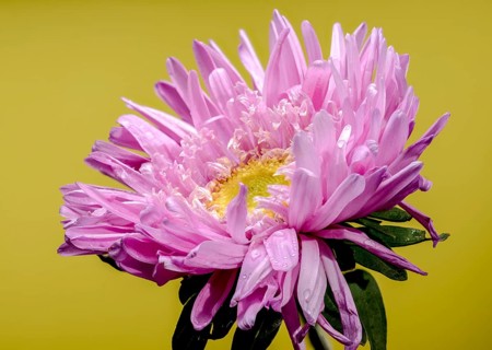 Beautiful blooming pink aster Lady Coral on a yellow background. Flower head close-up, Odessa,