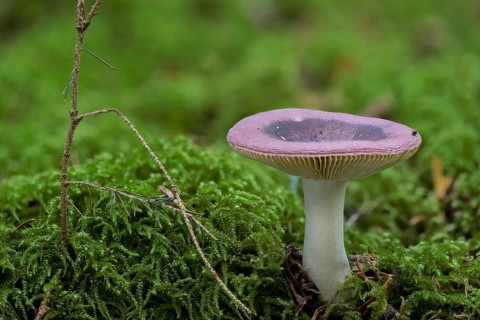 Russula