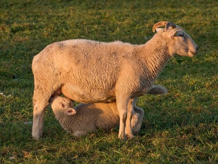 A mother sheep in a meadow nursing her little lamb, both seem content and relaxed, Borken,