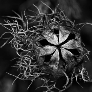 Seed capsule, Venus hairy