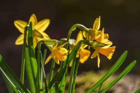 Bright yellow daffodils in the sunlight, Weseke, Borken, Westphalia, Germany, Europe