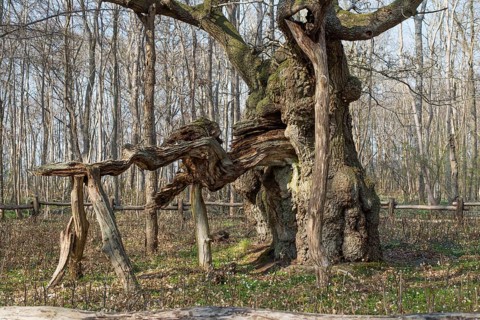 The kings oak tree, Kongeegen, a more then 1500 years old oak tree in Jægerspris Nordskov, Denmark