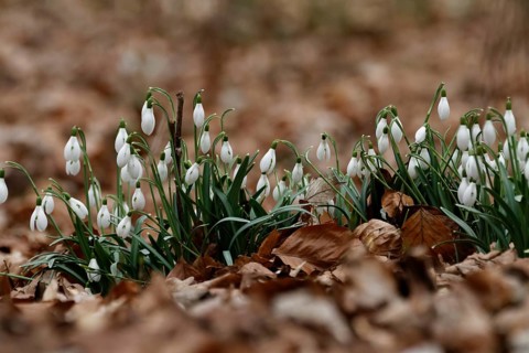 Small snowdrop, Galanthus nivalis
