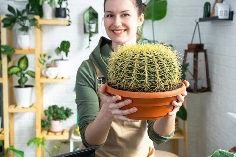 Large echinocactus Gruzoni in the hands of a woman in the interior of a green house with shelving