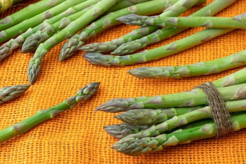 Fresh asparagus officinalis isolated on orange background. Raw garden asparagus stems