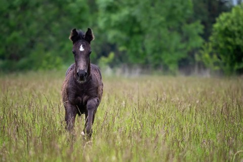 Running foal in spring meadow, black horse