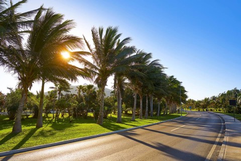 Cancun Mexico Kukulcan boulevard palm trees at Hotel Zone in Mexico