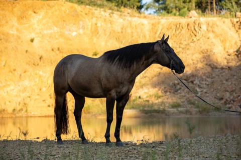 Portrait of a Quarter Horse on a halter, Austria, Europe