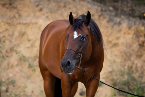 Quarter Horse gelding on halter in portrait, Austria, Europe