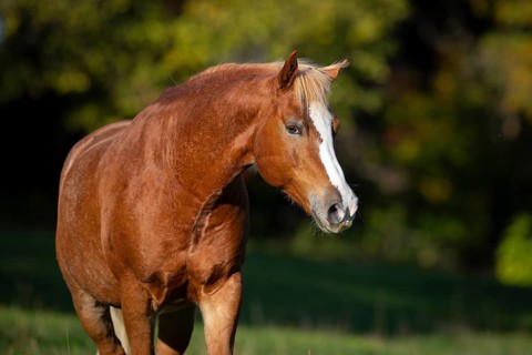Portrait of Haflinger gelding in autumn on the pasture, Austria, Europe