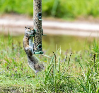Grey Squirrel on Birdfeeder