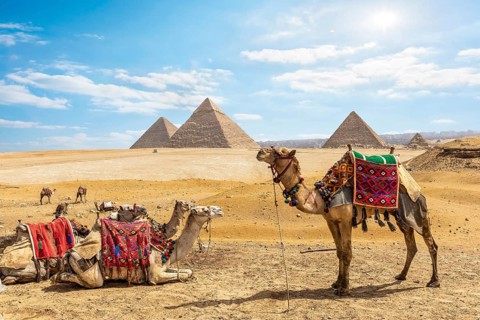 Family of camels near pyramids of Giza in desert, Egypt, Africa