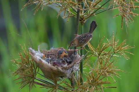 Striped-headed reed warbler feeding its chicks