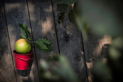 Apple on wooden floor and apple tree branch