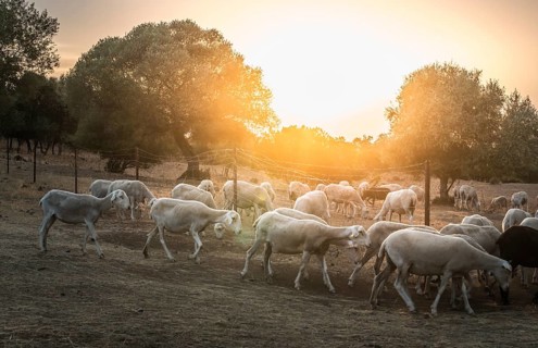 Flock of sheep at sunset in the mountain