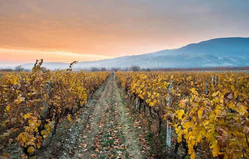 Vineyards on sunrise. Autumn vineyards in the morning. Sunbeams