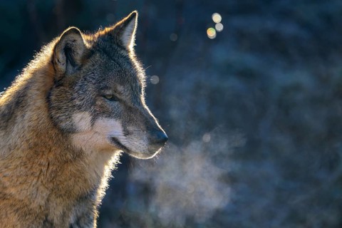 A wolf (Canis lupus) standing in the cold with visibly breathing vapour, Captive, Germany, Europe
