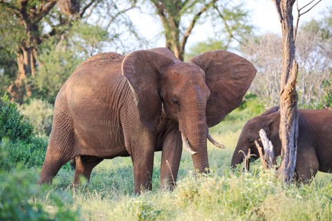 Elephants with red skin because of dust in Tsavo East National Park, Kenya, Africa