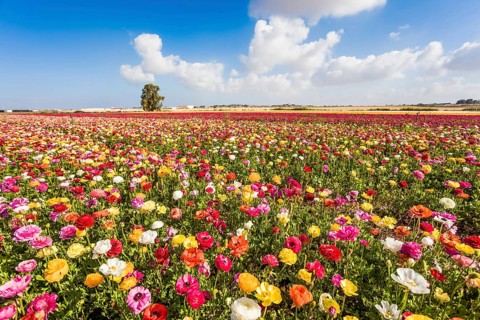 Spring flowering. Kibbutz fields of flowering garden buttercups / ranunculus/. Cumulus clouds fly