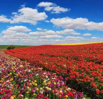 Bright festive red blooming field of buttercups. Warm spring day