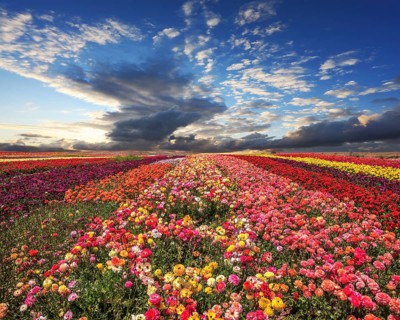 Spring cloud illuminated by the sunset. Buttercups blooming garden. Farmers field with flowers