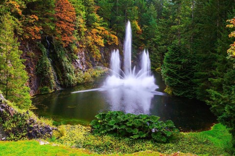 Dancing fountain in a quiet pond, surrounded by pine forest. Butchart Gardens on Vancouver Island,