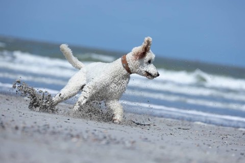 A playful dog romps in the sand on the beach while the sea can be seen in the background