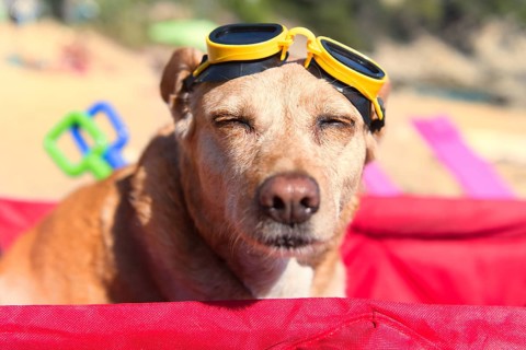 Funny dog with goggles at the beach