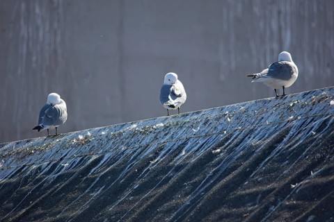 Common gulls (larus canus) standing on building roof in summer, Berlevåg, Norway, Europe
