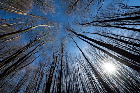Primeval forest Urwald Sababurg, Hofgeismar, Weser Uplands, Weserbergland, Hesse, Germany, Europe