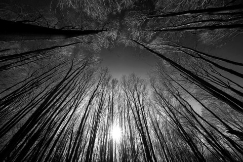 Primeval forest Urwald Sababurg, Hofgeismar, Weser Uplands, Weserbergland, Hesse, Germany, Europe
