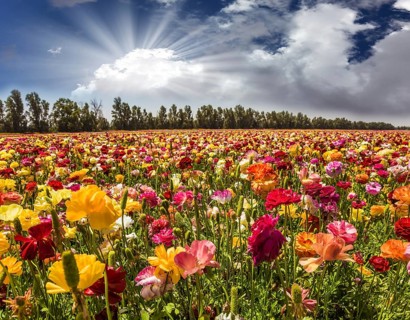 Bright lush spring blooming of garden buttercups. The soft sun is breaking through the cumulus