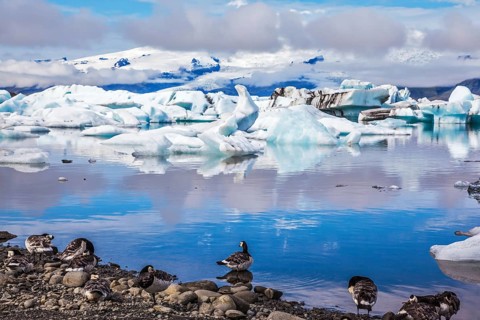 Summer in Iceland. Beautiful summer morning in the icy ocean lagoon with floating ice. On the