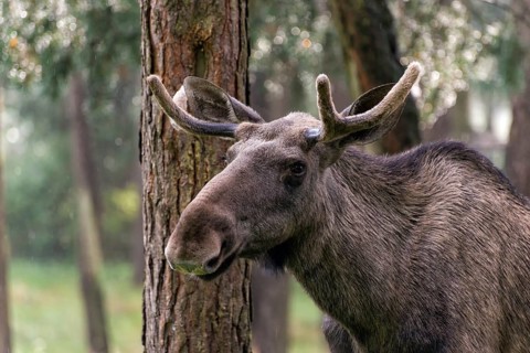 Moose