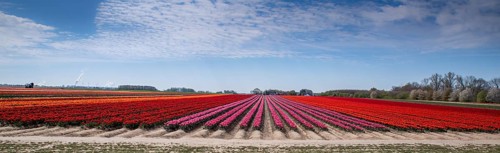 Tulip field with different colours in springtime as a panorama photograph. Tulip field with