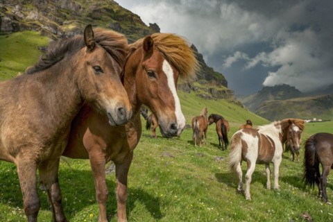 Horse Portrait Iceland