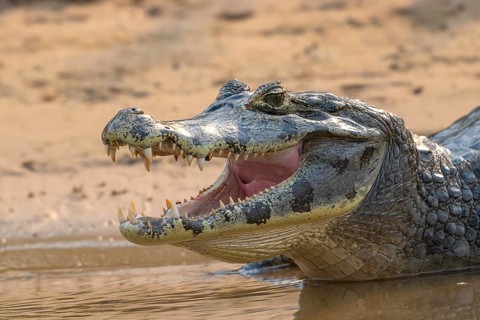 Caiman (Caimaninae), Crocodile (Alligatoridae), crocodile (Crocodylia), animal portrait, Pantanal,