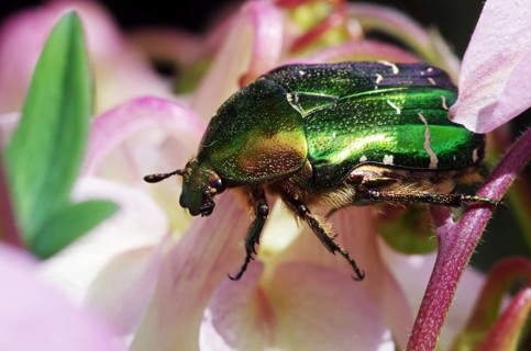 Rose chafer on columbine flowers
