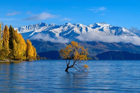 Wanaka tree and Lake Wanaka in autumn, New Zealand, Oceania