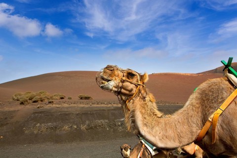Camel in Lanzarote in timanfaya fire mountains at Canary Islands