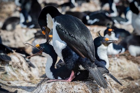 Blue-eyed Cormorant (Phalacrocorax atriceps), also Imperial shag, courtship behaviour, Pebble