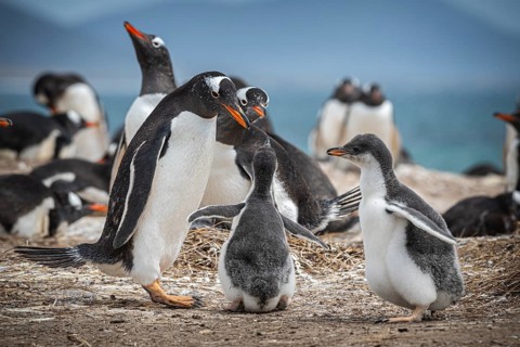Gentoo penguin (Pygoscelis papua) with two chicks in a colony, Pebble Island, Falkland Islands,