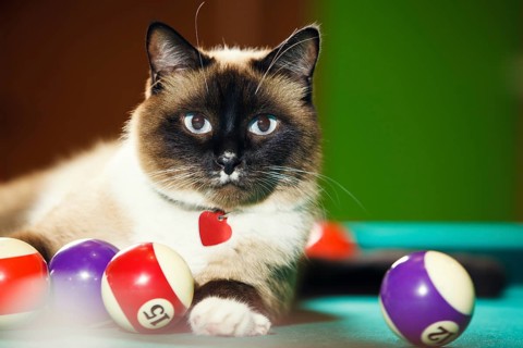 Siamese cat laying on the pool table