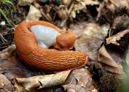 Red slugs mating (Arion rufus)