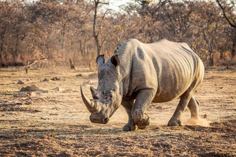 White rhino standing in the grass, South Africa, Africa