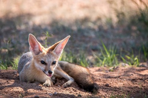 Cape fox laying in the sand in the Kgalagadi Transfrontier Park, South Africa, Africa
