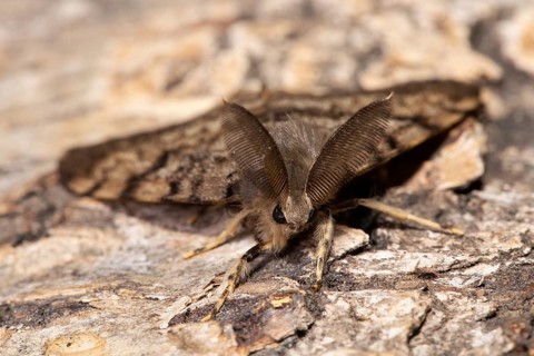 Gypsy moth (Lymantria dispar)