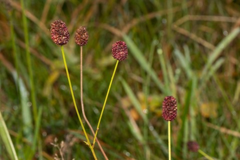 Great burnet (Sanguisorba officinalis)
