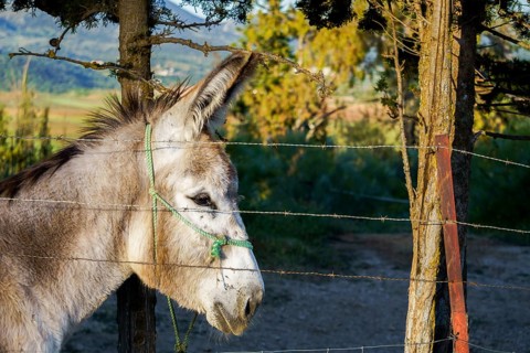 Donkey peering through metal fence on a farm, evoking a sense of captivity or longing
